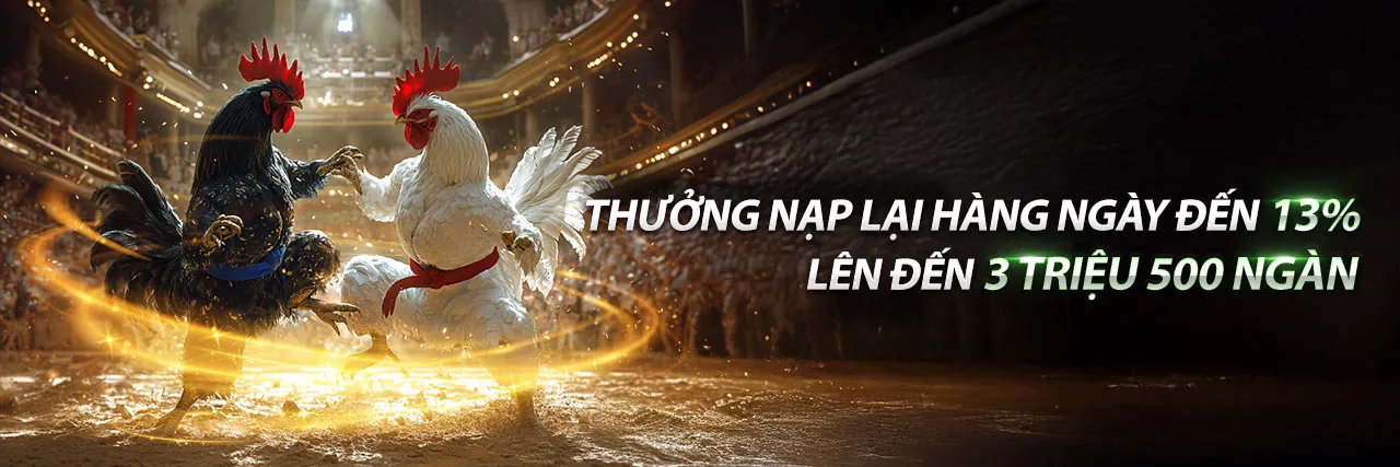 Hình ảnh gà chiến mạnh mẽ trên sân đấu đá gà trực tuyến tại U888vip1 Nhà Cái